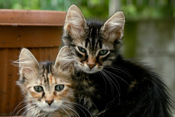 Zwei verwahrloste Katzen sitzen nebeneinander