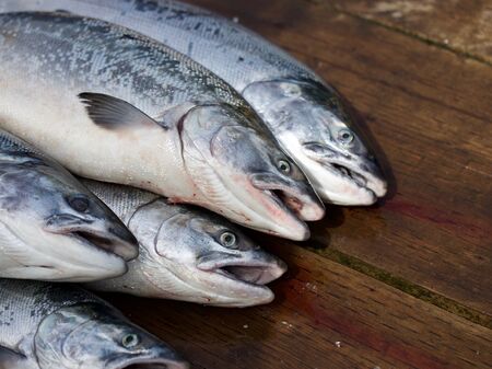 Toter Lachs bereit für den Verzehr