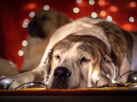 Schlafender Hund vor einem Weihnachtsbaum