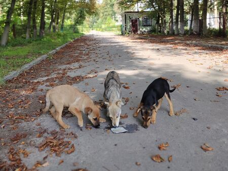 Drei Straßenhund in Odessa