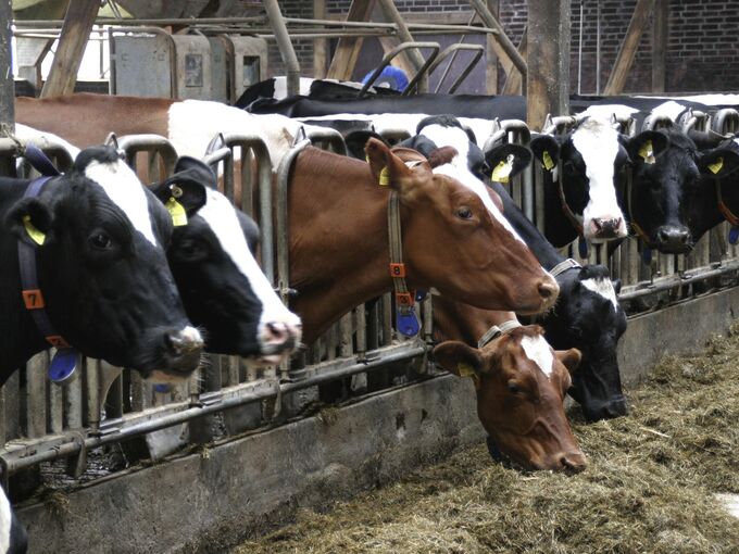 Kühe Landwirtschaft