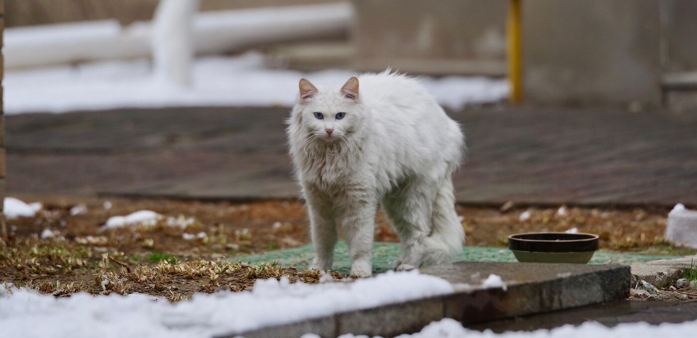 Straßenkatze im Winter
