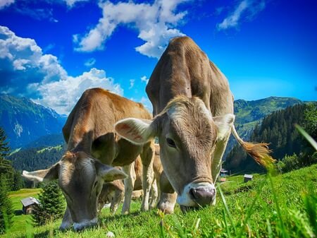 Kühe auf der Alm