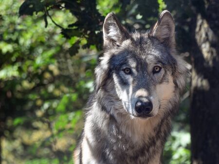 Wolf im Wald