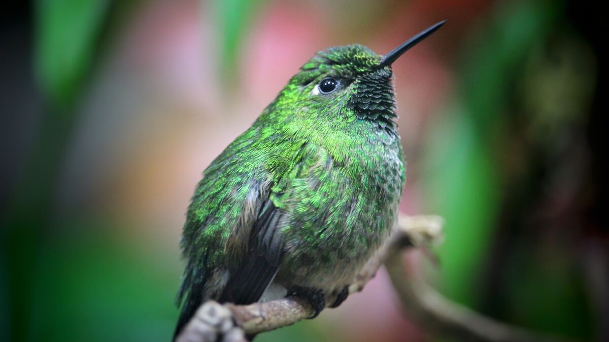 Grüner Kolibri