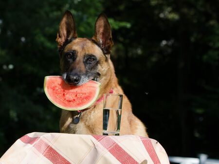 Schäferhund mit Melone