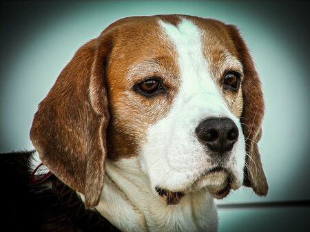 Laborhund Beagle