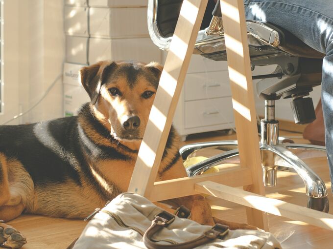 Bürohund