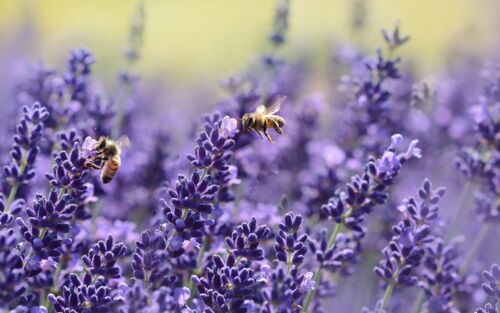 Bienen im Lavendel