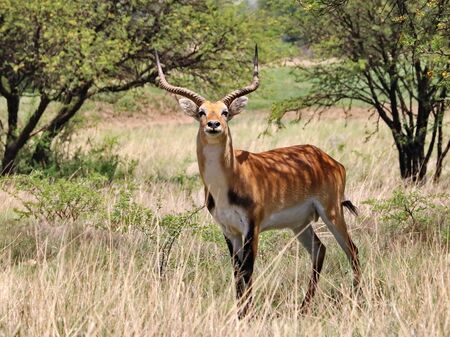 Moorantilope