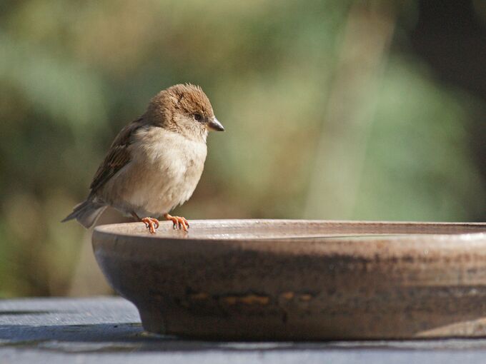 Spatz Wasserschale