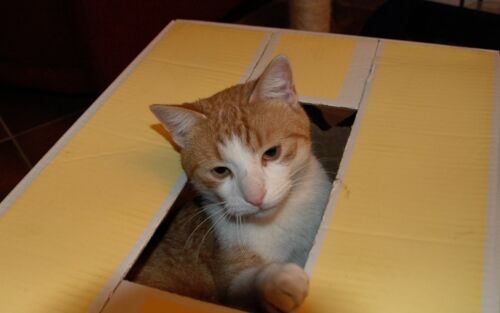 Eine Katze schaut aus einem Umzugskarton heraus