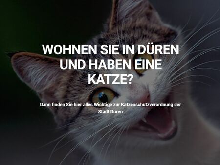 Website der Katzenschutzverordnung Düren