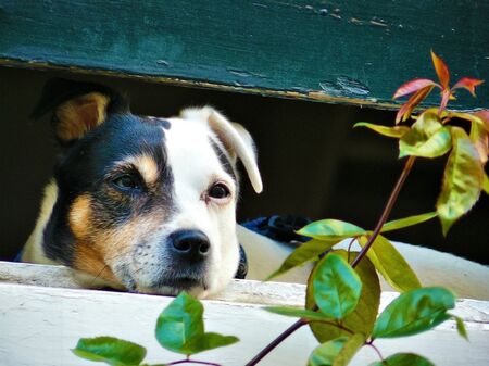 Trauriger Hund am Fenster