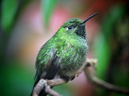 Grüner Kolibri