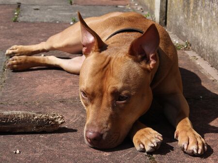 Staffordshire Terrier