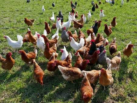 Glückliche Hühner auf einer Wiese