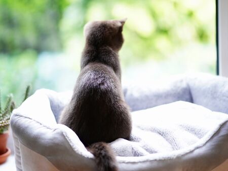 Wartende Katze am Fenster