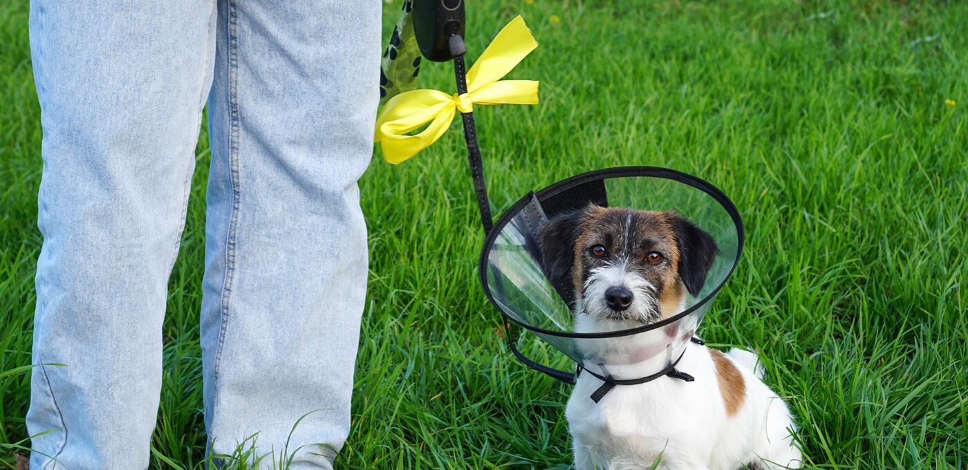 Hund an der Leine mit einer gelben Schleife