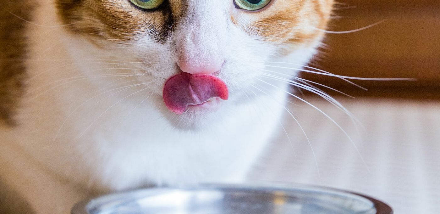 Katze schaut in die Kamera und ist dabei über einen Edelstahl-Wassernapf gebeugt