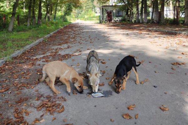 Drei Straßenhund in Odessa