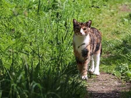 Katze im Gras