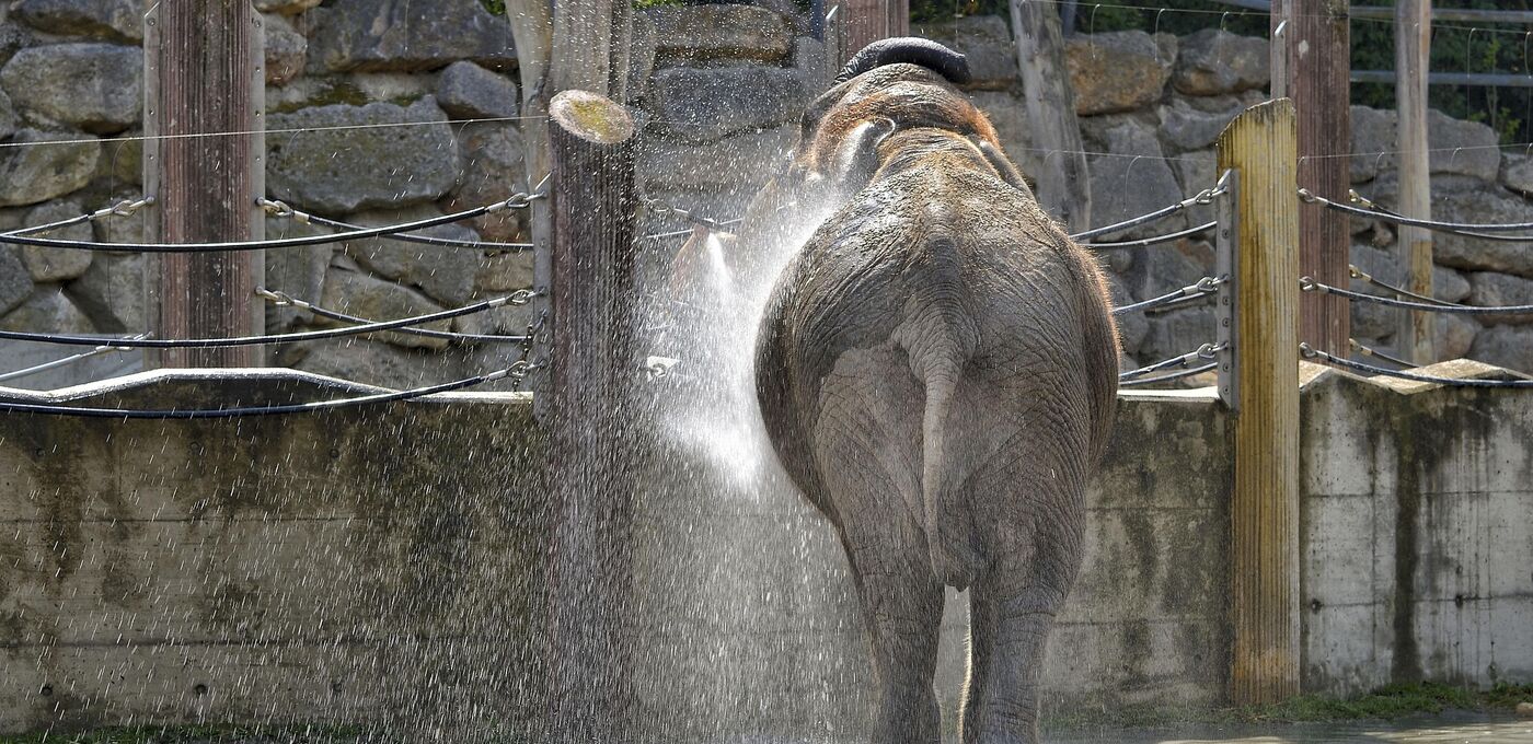 Elefant im Zoo