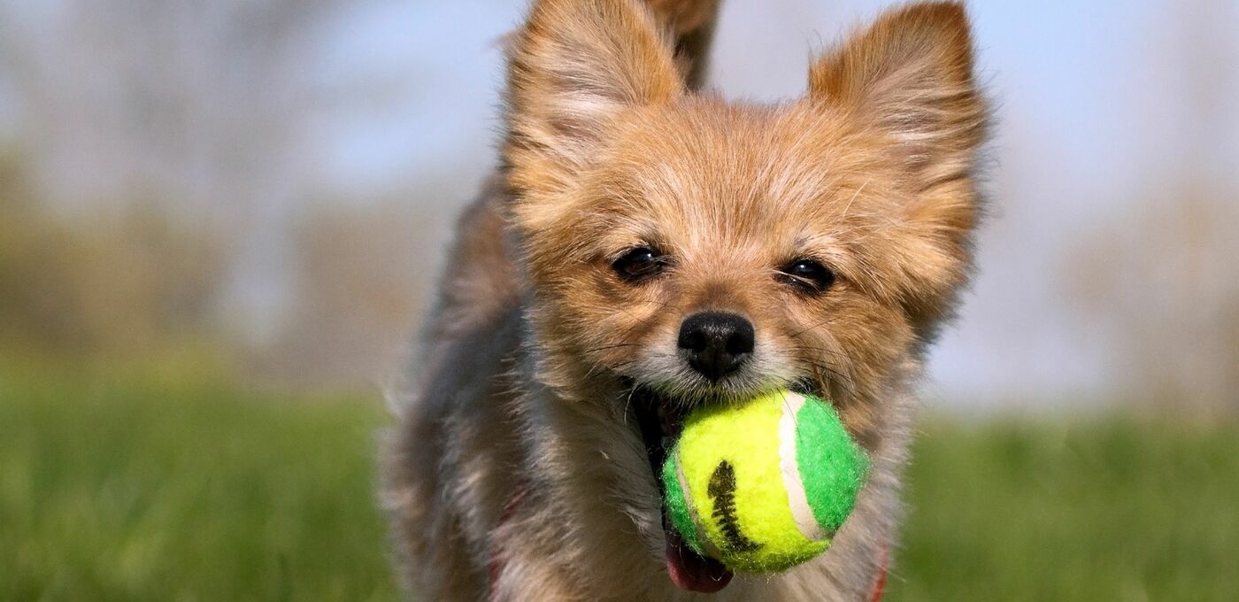 Hund mit Ball