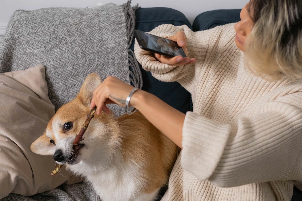Frau macht ein Handy-Foto von einem Hund mit Stock im Maul