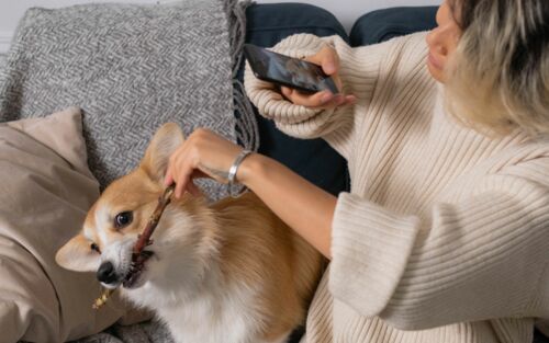 Frau macht ein Handy-Foto von einem Hund mit Stock im Maul