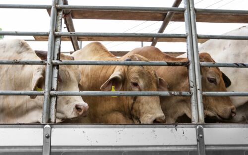 Drei Kühe im schlechten Zustand befinden sich im Tiertransporter
