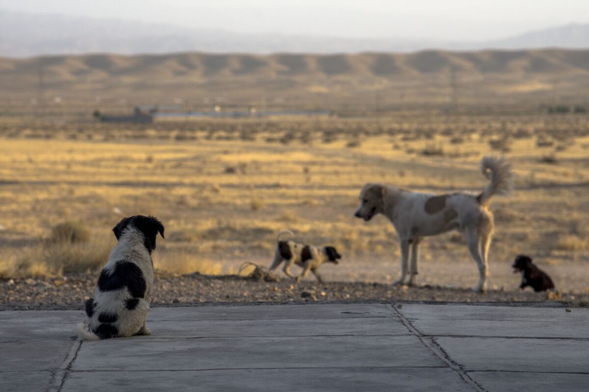 Straßenhunde