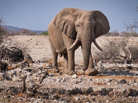 Elefant allein