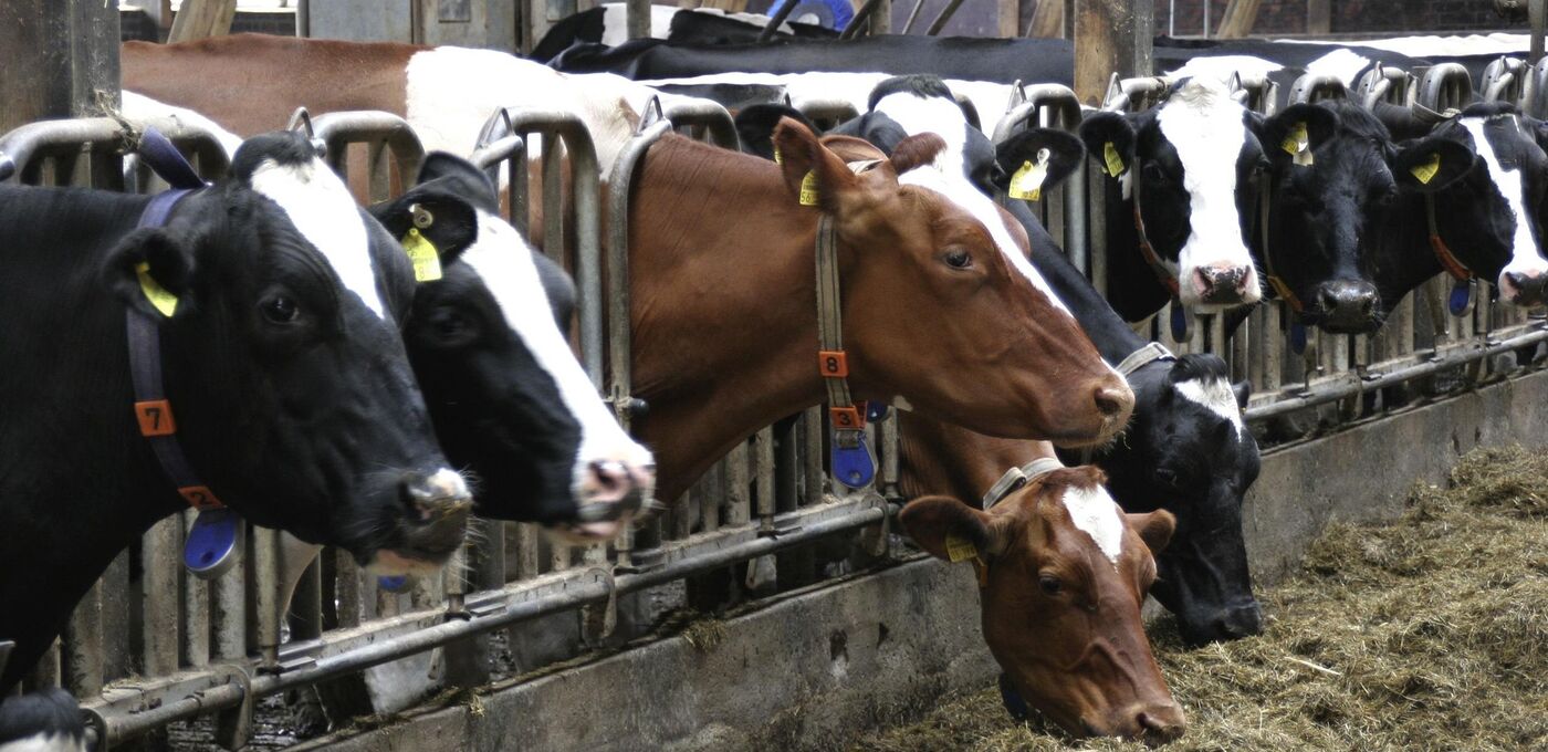 Kühe Landwirtschaft