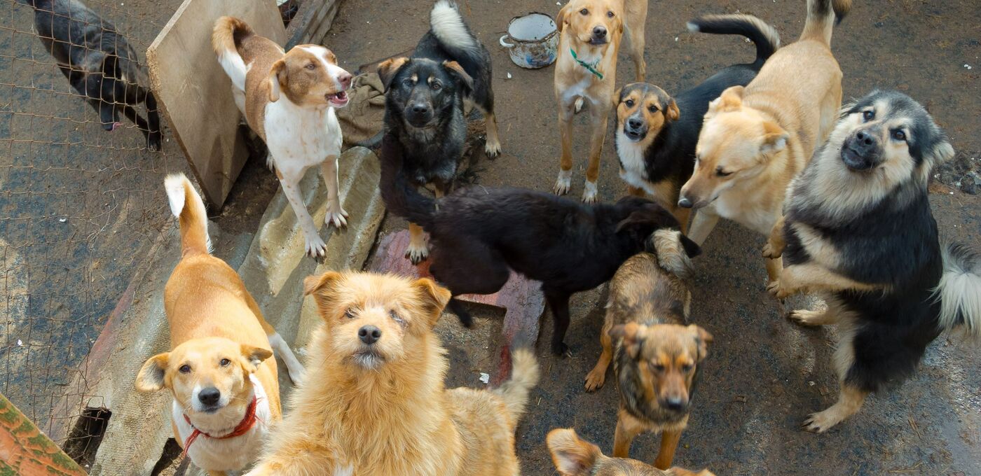 Viele Hunde