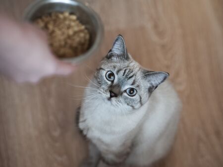 Katze bekommt Futter