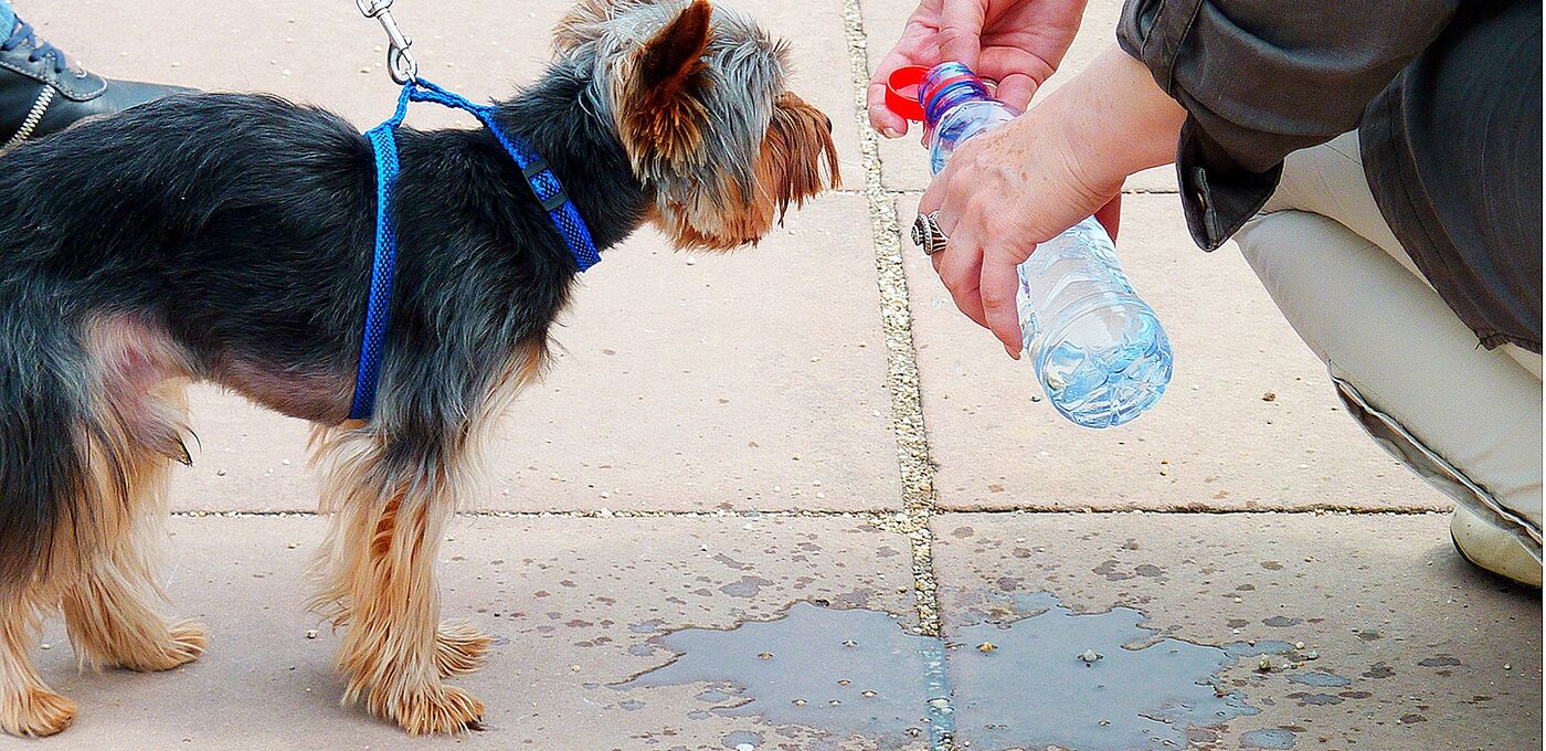 Kleiner Hund trinkt aus einer Wasserflasche