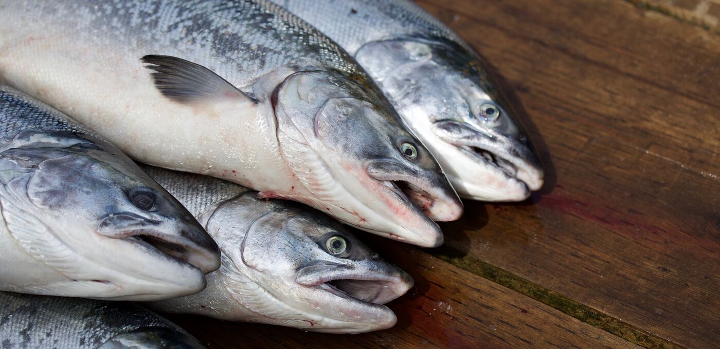 Toter Lachs bereit für den Verzehr