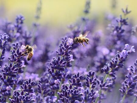 Bienen im Lavendel