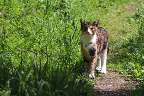 Katze im Gras