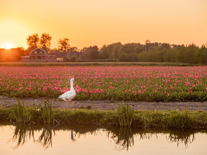 Tulpenfeld mit Gans