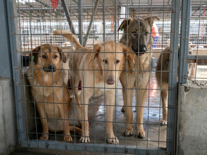 Straßenhunde in Rumänien