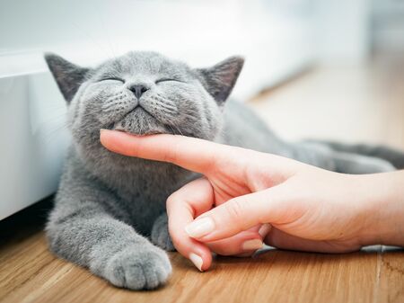 Katze wird gestreichelt