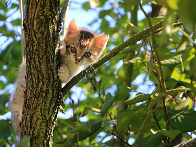 Kleine Katze auf Baum
