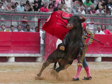 Stier mit Torrero