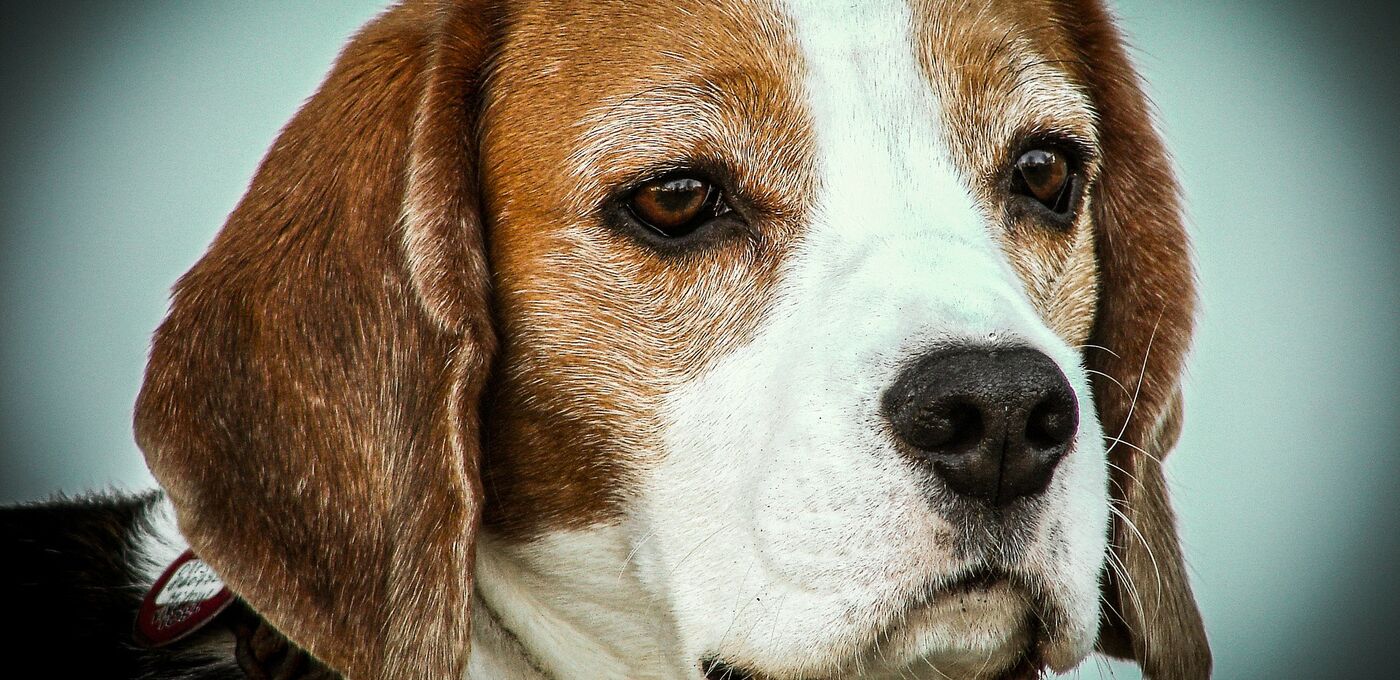 Laborhund Beagle