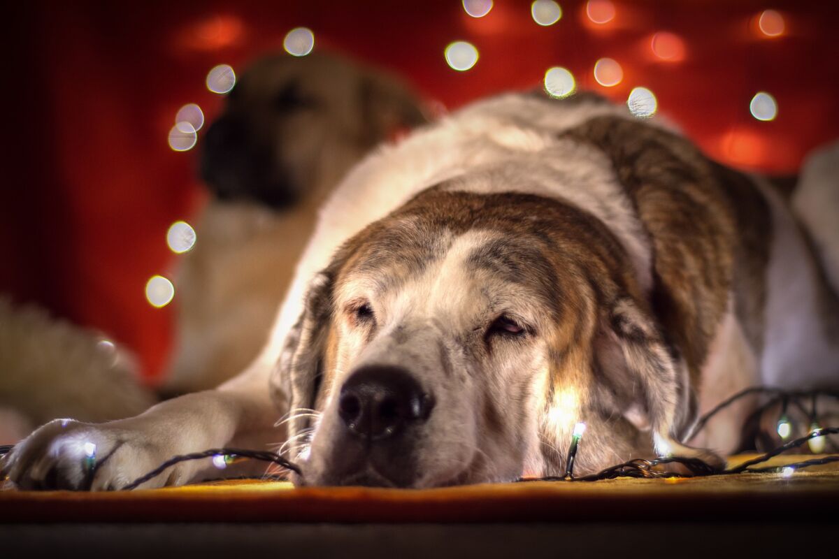 Schlafender Hund vor einem Weihnachtsbaum