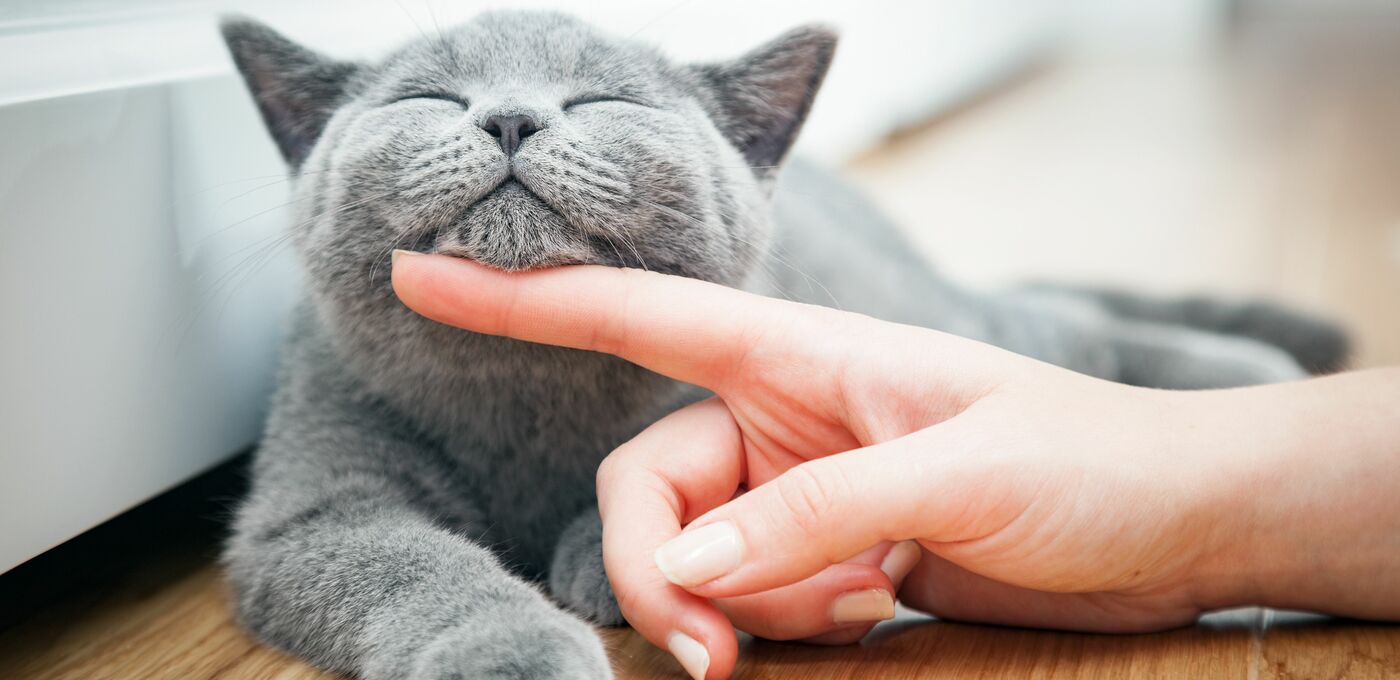 Katze wird gestreichelt