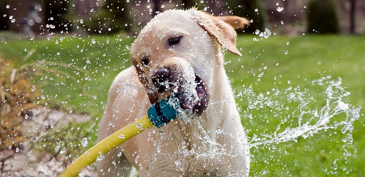 Hund mit Wasserschlauch