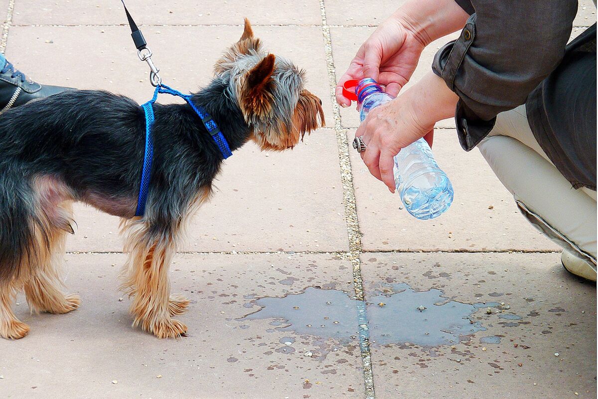 Kleiner Hund trinkt aus einer Wasserflasche